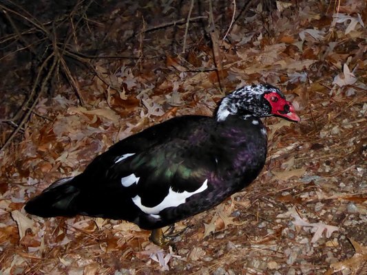 Lake Lynn Park 7921 Ray Rd Raleigh, NC Parks - MapQuest