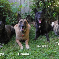 Third Day Dog Training - Let THIRD DAY dog training serve your needs.