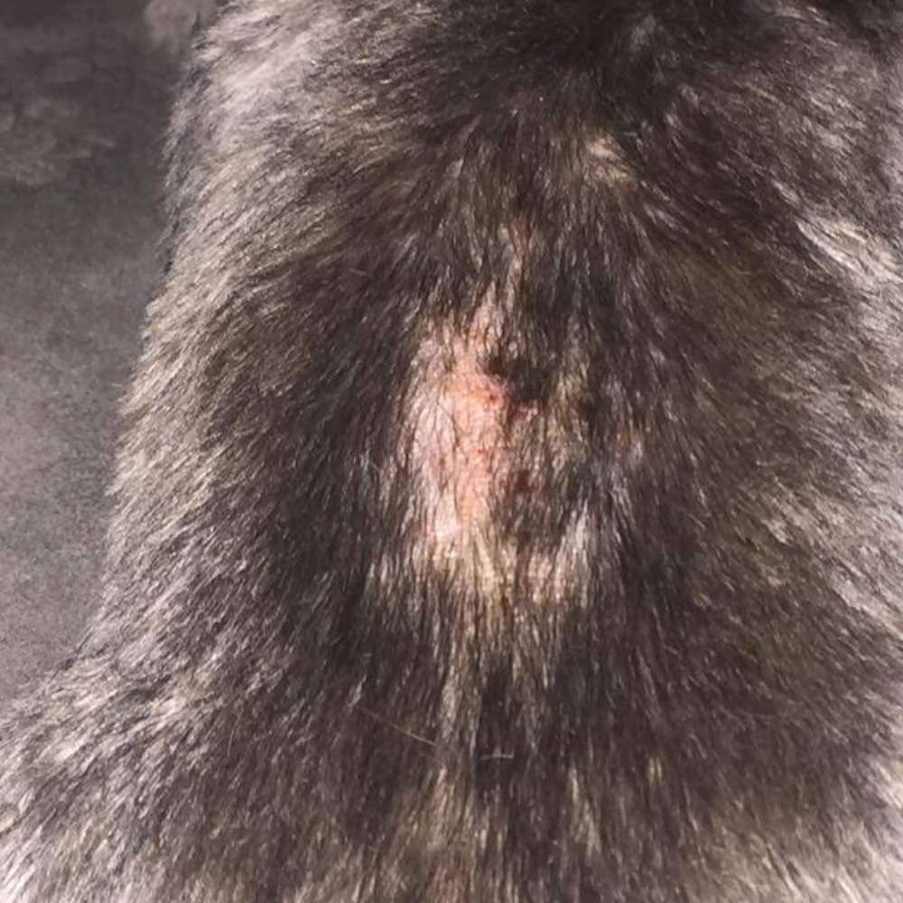 PetSmart - Ridiculous and cruel! - Pet Stores Near Me - Culpeper, Virginia PetSmart - Ridiculous and cruel! - Pet Stores Near Me - Culpeper, Virginia