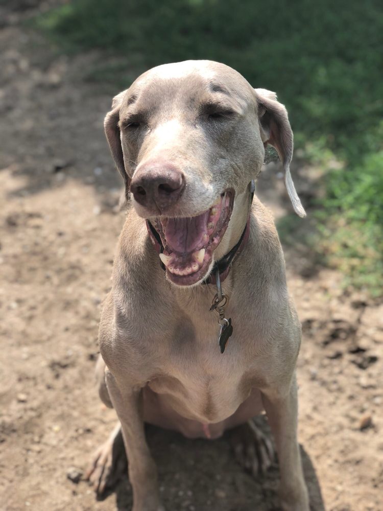 DOG BOARDING OF MYRTLE BEACH 12 Reviews 8496 Hwy 544, Myrtle Beach