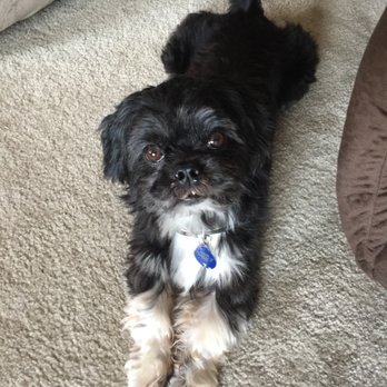 Simply Posh Pets - Simply Posh pets is endorsed by Barlow! - Pet Groomers Near Me - Benbrook, Texas