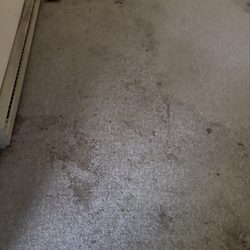 TriState Carpet Cleaning