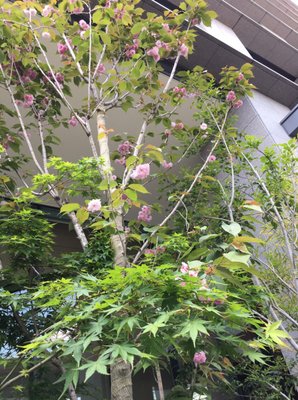 Ascott Marunouchi Tokyo by null