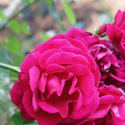 Minetta Triangle - Rainy purple roses. (6/2/2019)