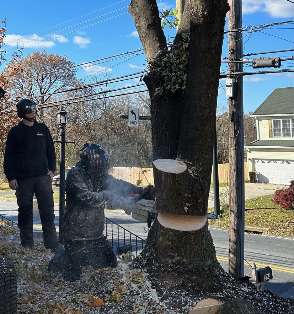 ArbPro Tree Removal and Pruning - tree service in Barto, PA