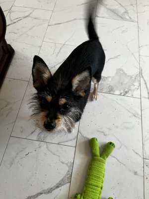 MANATEE COUNTY ANIMAL SERVICES - Updated January 2025 - 24 Photos & 10