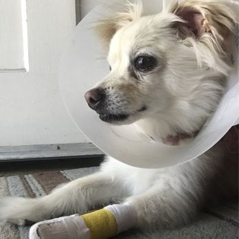 Ambassador Long Beach Veterinary Hospital - Injuries from a scuffle my pup got into, they wrapped him up well. - Veterinarians Near Me - Long Beach, California Ambassador Long Beach Veterinary Hospital - Injuries from a scuffle my pup got into, they wrapped him up well. - Veterinarians Near Me - Long Beach, California