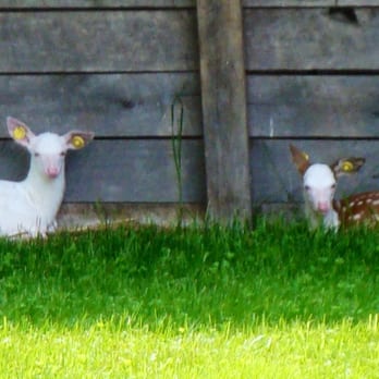 Double Diamond Deer Ranch - Zoos Near Me - Clarington, Pennsylvania