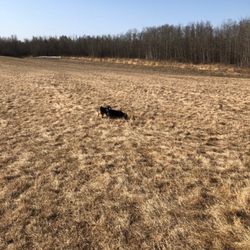 Deermound Off Leash Dog Park - Lots of running space.