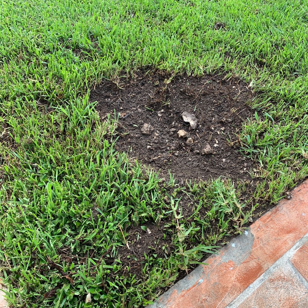 Stump removal Stump removal