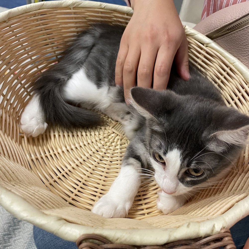Mini Cat Town - Pet Adoption Near Me - San Jose, California Mini Cat Town - Pet Adoption Near Me - San Jose, California