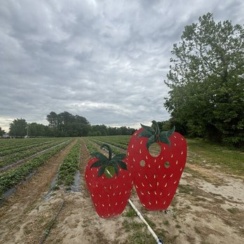 Lilley Farms - Farmers Market Near Me - Suffolk, Virginia