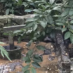 Parque Alfredo Volpi - Monkeys and a historical site in the park.