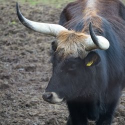 Wildgehege Neandertal