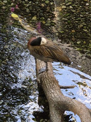 The Buffalo Zoo by null