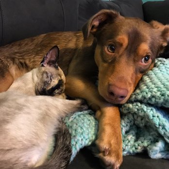 great oaks veterinary clinic