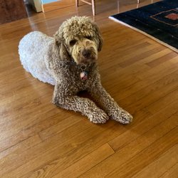 Berkshire Dogs Unleashed - My dog Daisy TooSocks is ready for her appointment to be groomed at beautiful Dogs unleashed