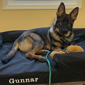 Dog Training Camp USA - Pet Training Near Me - Shepherdsville, Kentucky Dog Training Camp USA - Pet Training Near Me - Shepherdsville, Kentucky