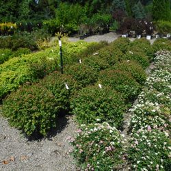 Water Crest Farms Nursery