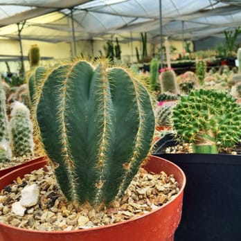 Bach's Cactus Nursery - Nurseries & Gardening Near Me - Tucson, Arizona