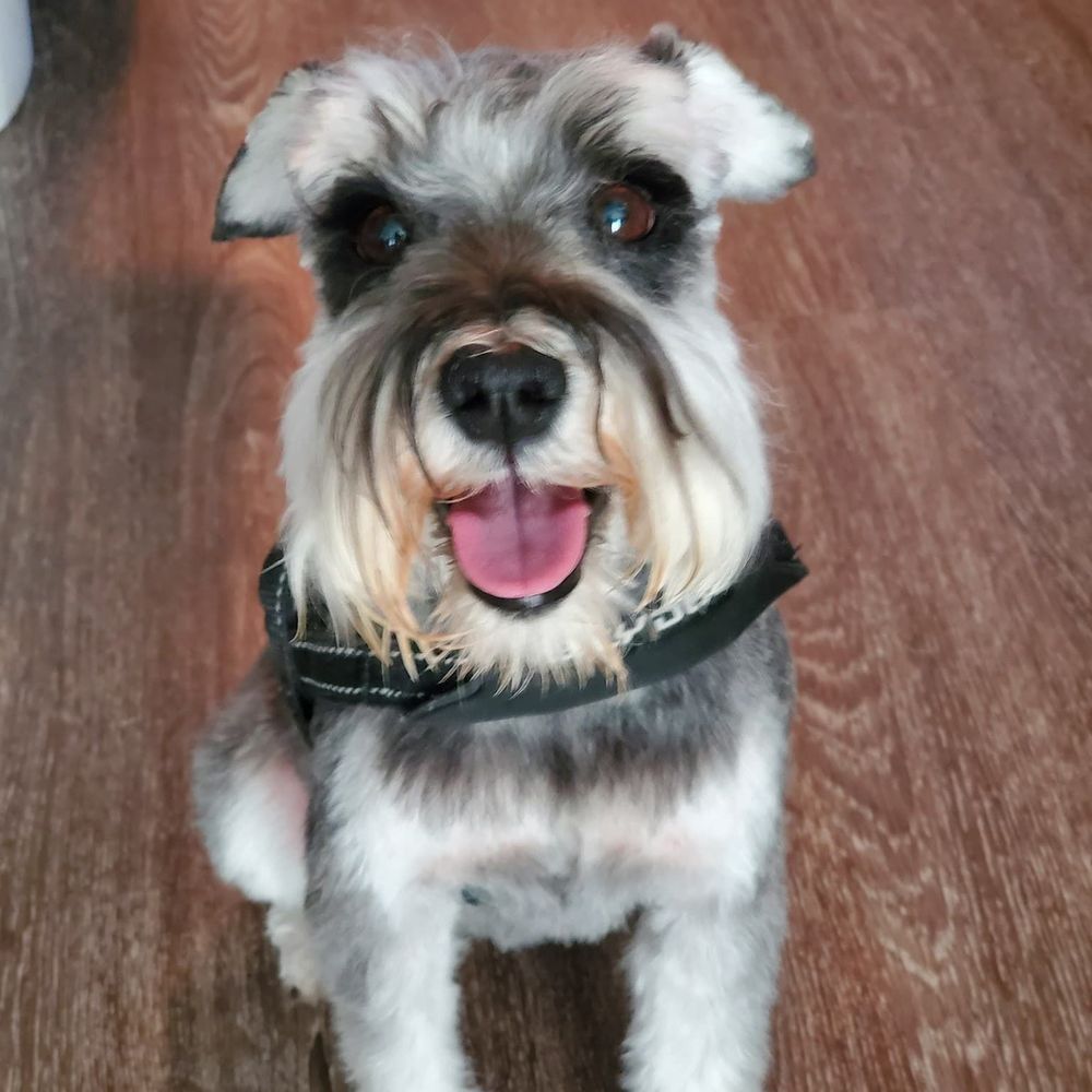 Simon fresh from the groomer!