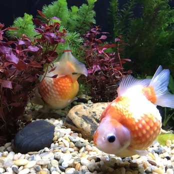 香港海洋公園 - Aquariums Near Me - Hong Kong, HK
