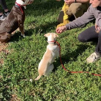 Disciplined K9 - Pet Training Near Me Disciplined K9 - Pet Training Near Me