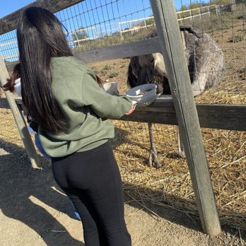 Ostrichland USA - Attraction Farms Near Me - Solvang, California Ostrichland USA - Attraction Farms Near Me - Solvang, California