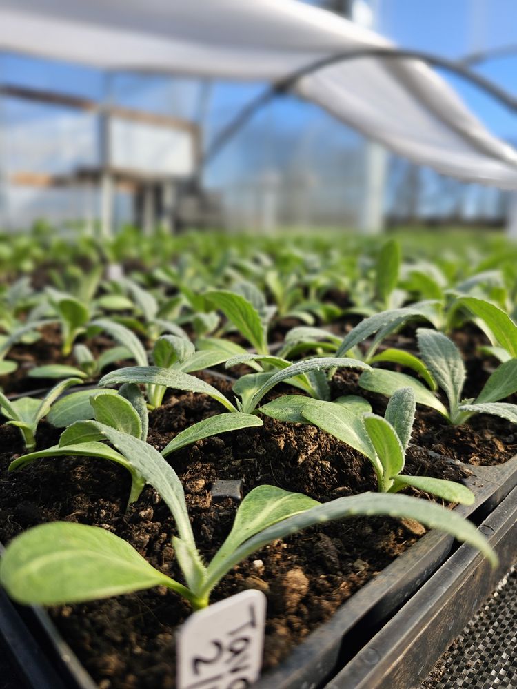 Arcadia Organics - beekeeping in Junction City, OR