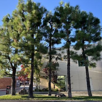 F & N Landscaping - a row of trees in front of a building - Tree Services Near Me F & N Landscaping - a row of trees in front of a building - Tree Services Near Me