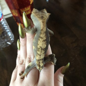 Perfect Hair & Nails Spa - Don't mind the gecko - Nail Salons Near Me - Tucson, Arizona Perfect Hair & Nails Spa - Don't mind the gecko - Nail Salons Near Me - Tucson, Arizona