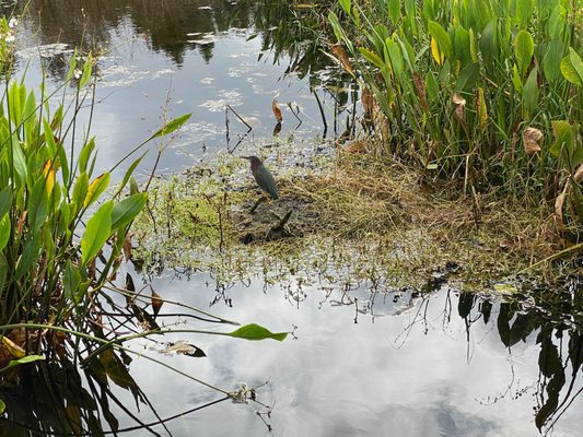 Green Cay Nature Center & Wetlands by null