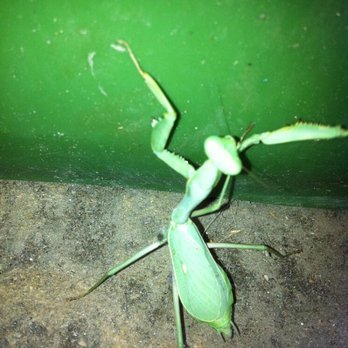 Bugs 'N' Things Pest Control - My Helper , The Praying Mantis. - Pest Control Near Me - Camarillo, California