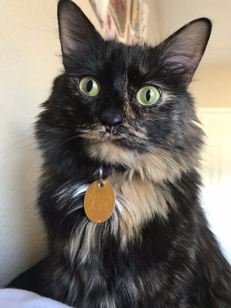 PLANO ANIMAL SERVICES 74 Photos & 64 Reviews 4028 W Plano Pkwy