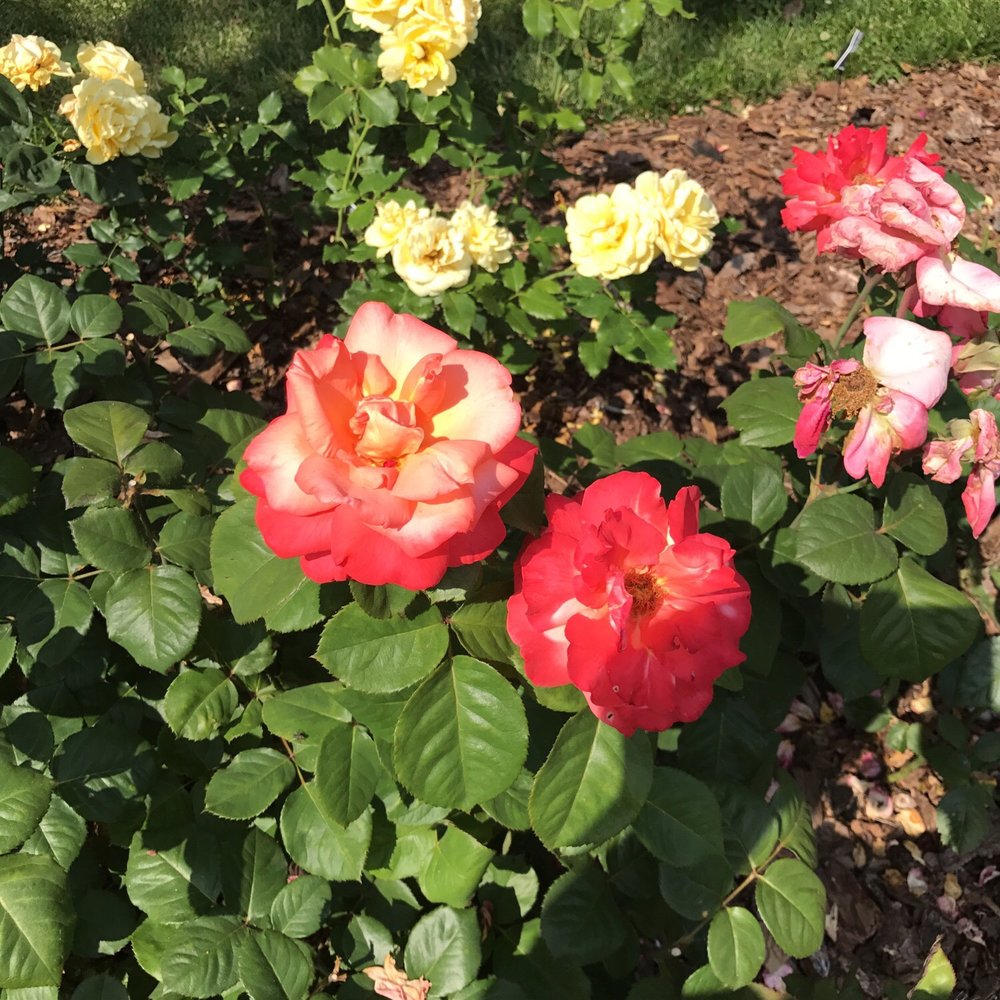 Centralia Historical Society - Wonderful blooming roses at Chance Rose garden. - Landmarks & Historical Buildings Near Me - Centralia, Missouri Centralia Historical Society - Wonderful blooming roses at Chance Rose garden. - Landmarks & Historical Buildings Near Me - Centralia, Missouri