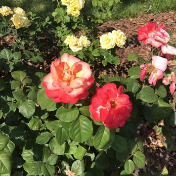 Centralia Historical Society - Wonderful blooming roses at Chance Rose garden. - Landmarks & Historical Buildings Near Me - Centralia, Missouri