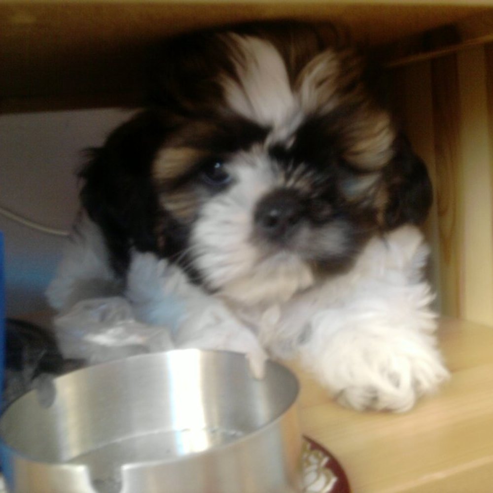 TOP 10 BEST Pets in Vlaardingen, Zuid-Holland, The Netherlands - Updated  2026 - Yelp, image size:1000x1000