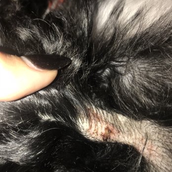 Dirty Dog Depot - Close up scraped under arm - Pet Stores Near Me - Tega Cay, South Carolina