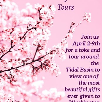 Lucky Chuckie Tours - Cherry Blossom Season is here ! - Bus Tours Near Me Lucky Chuckie Tours - Cherry Blossom Season is here ! - Bus Tours Near Me