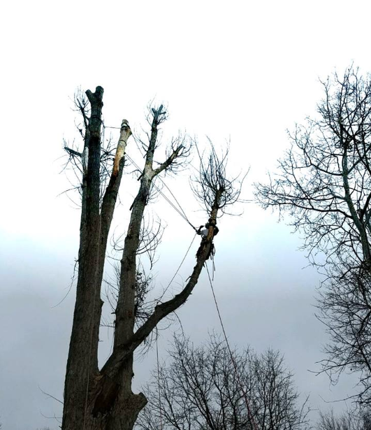 Arbor Elite Tree Company - tree service in Billings, MT