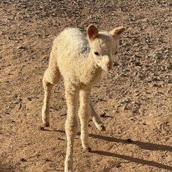 Desert Mirage Alpaca Ranch - December 3, 2024