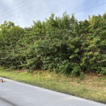 Osteen Properties - a road with bushes on both sides of the road - Tree Services Near Me - Vero Beach, Florida