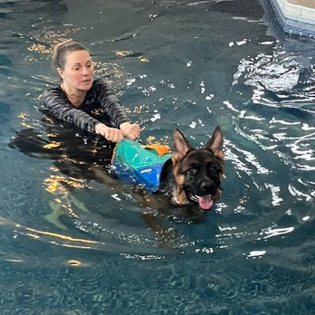 SandDancer Canine Swim - Treading water - Pet Training Near Me - Orchard Park, New York SandDancer Canine Swim - Treading water - Pet Training Near Me - Orchard Park, New York