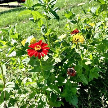 Devine Acres Farm - Devine Acres - Pumpkin Patch Flowers - Amusement Parks Near Me - Devine, Texas Devine Acres Farm - Devine Acres - Pumpkin Patch Flowers - Amusement Parks Near Me - Devine, Texas