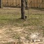Photo of Unique Fence