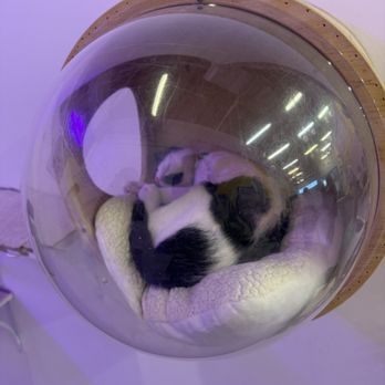 Purr-fecto Cat Lounge - Animal Shelters Near Me - Austin, Texas Purr-fecto Cat Lounge - Animal Shelters Near Me - Austin, Texas