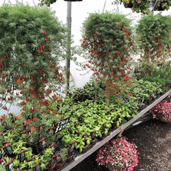 Lovely Day At Olson's Green House - Lotus Hangers