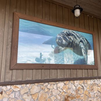 American Pro Diving Center - A manatee pic on the bldg from one of the tours - Diving Near Me - Crystal River, Florida