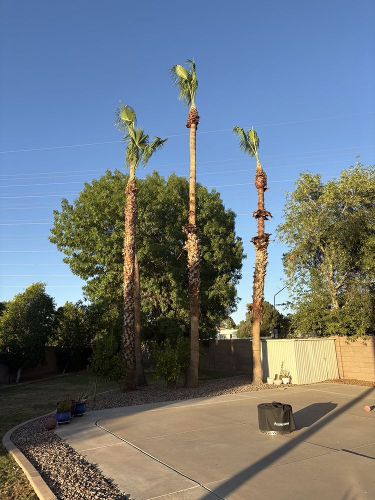 Priority Landscaping - tree service in Mesa, AZ