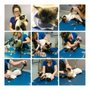 Photo of All Tails Are Wagging Pet Grooming